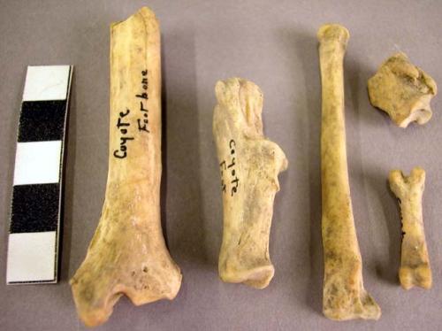 Coyote, coyote foot bones