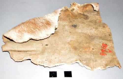 Fragment of mt. goat skin