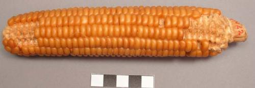 Ear of corn, yellow flint