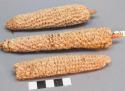 Corn cobs on sticks