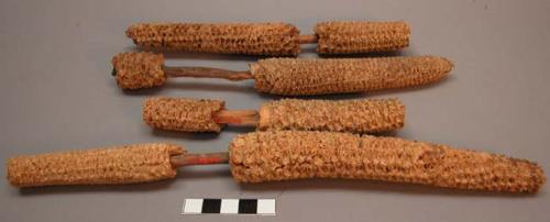 Pairs of corn cobs on sticks