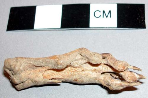 Hind foot of a mongoose - in Witch Doctor's basket