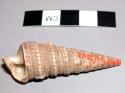 Small cone-shaped shell, in witch doctor's basket 39-64-50/3459.
