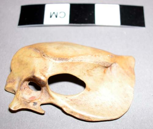 Part of left side of pelvis of a guinea fowl (Numida or Guttera)