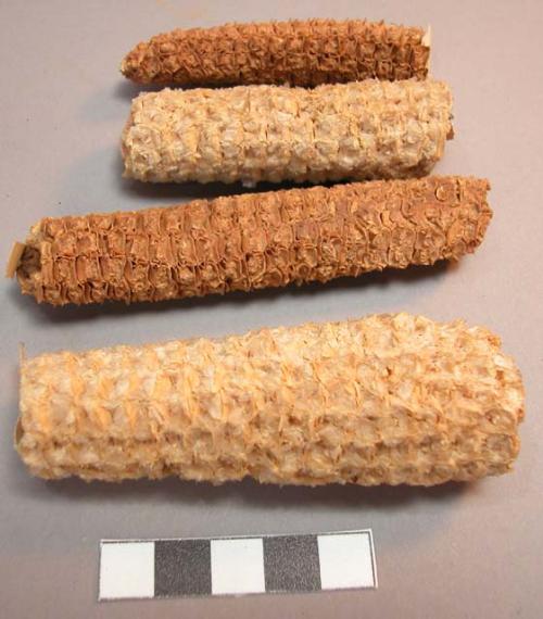 4 pieces of corn cob (part of two cobs)