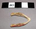 Lower jaw of a small tortoise gena - belongs to series III of witch doctor's out
