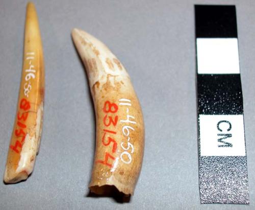 Animal teeth from 11-46-50/83148