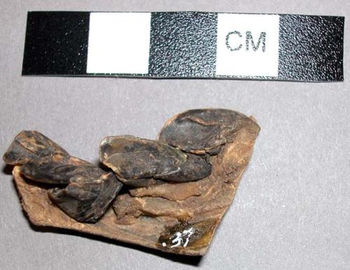 Animal paw fragment from 11-46-50/83148