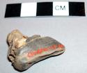 Hoof of a domestic sheep (ovis aries) in witch doctor's basket 39-64-50/3459