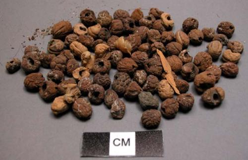 Nuts found near infant burial