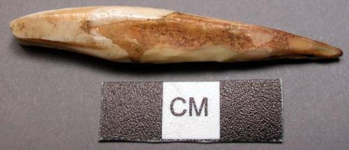 Animal tooth, pointed root, squared worn tip