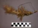 Ornament, buff feathers bound to stick with vegetable fiber string