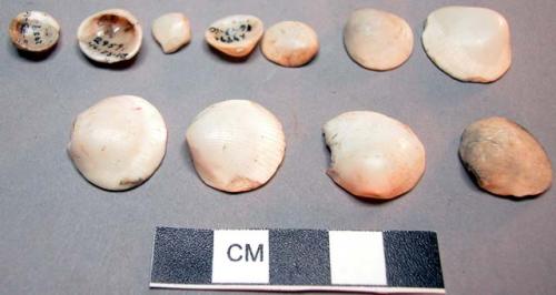 Glycymeris shells with perforations in umbonal region, all worn on exterior surf