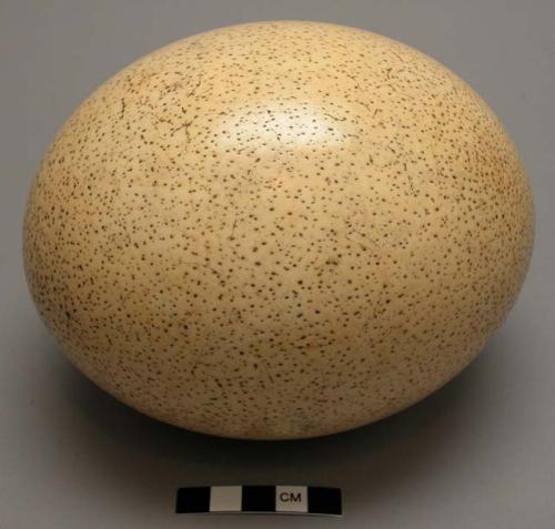 Ostrich egg, water carrier ?