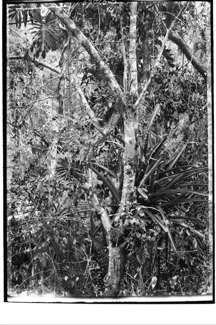 Tropical Vegetation (perhaps near Sacred Cenote in 1904, 05, or 06)