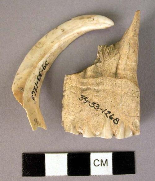 Ruminant teeth and bear claw fragments