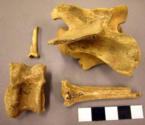 Bone fragments