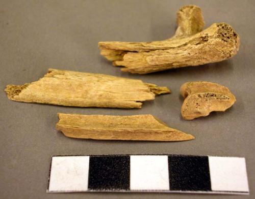 Organic, bone, faunal fragments