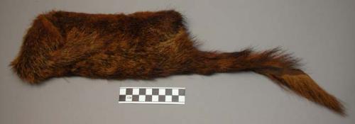 Mongoose (crossarchus) skin cap (nsimba)