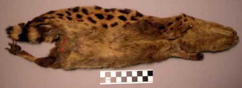 Skin bag - tree civet, "genetta victorii" ("kunda")