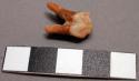 Faunal tooth, possible pig