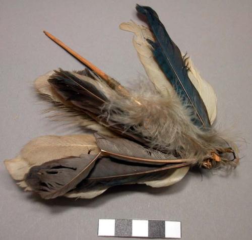 Feathers, connected to wooden stick, white, blue, brown