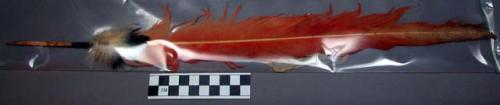 Feather worn horizontally sticking from back of head. worn with +