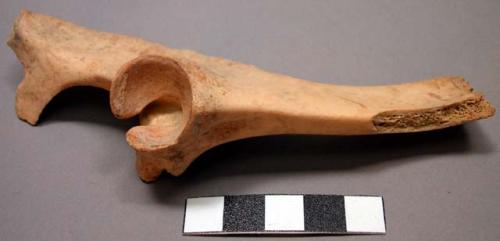 Faunal remains, post-cranial