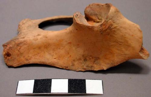 Faunal remains, post-cranial