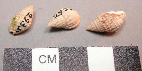 Shells, univalvular; 6 perforated