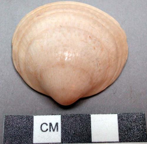 Glycymeris shell - complete - 4.4 x 4.4 cm.