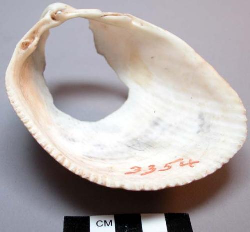 Shell, large bivalve with circular hole near top