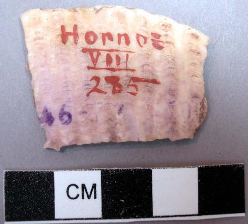 Shell, bivalve fragment, worked rectangular shape