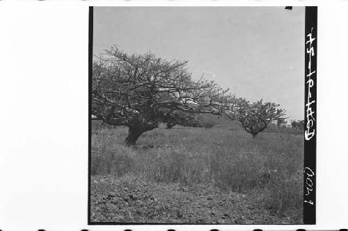 360 degree broken panorama of La Sabana and surrounding country; From Mound 2