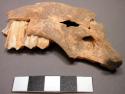 Faunal remains, cranial