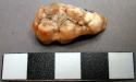 Faunal tooth, possible pig