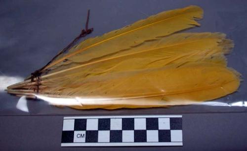 Ornament, fragment of string of yellow feathers on cord