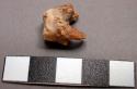 Faunal tooth, possible pig