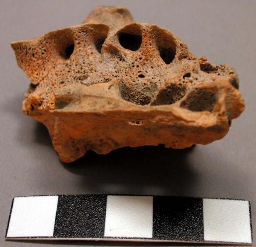 Faunal remains, cranial