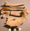 Faunal bone fragments
