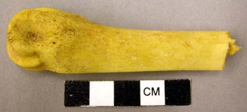 Fragment of bone awl