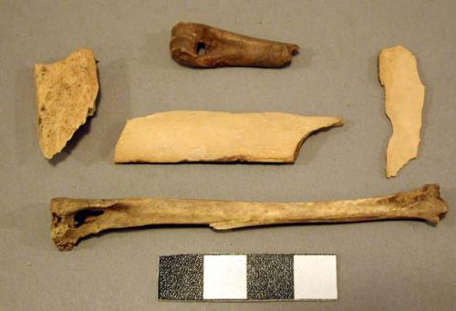 Organic bone, faunal remains and utilized fragments, various