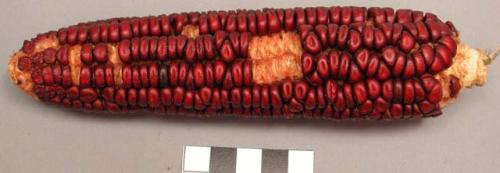 Ear of red corn