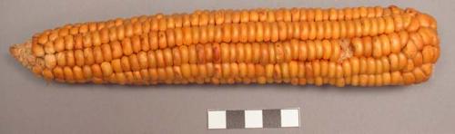 Ear of corn, yellow flint