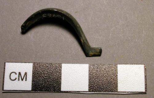 Fibula, leech