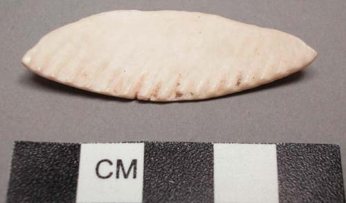 Piece of cardium shell. length: 4.5 cm.