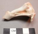 Interior portion of strombus shell (catalogue identification) - 5.4 cm.