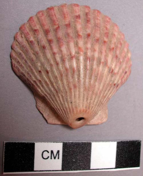 Shell, bivalve, perforated at hinge