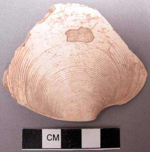 Shell, bivalve fragment, possibly worked