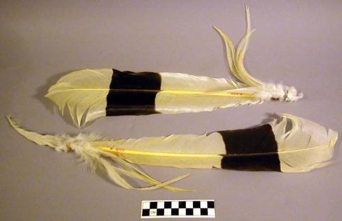 Feathers for headdress